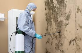 Best Black Mold Removal  in Avondale, PA